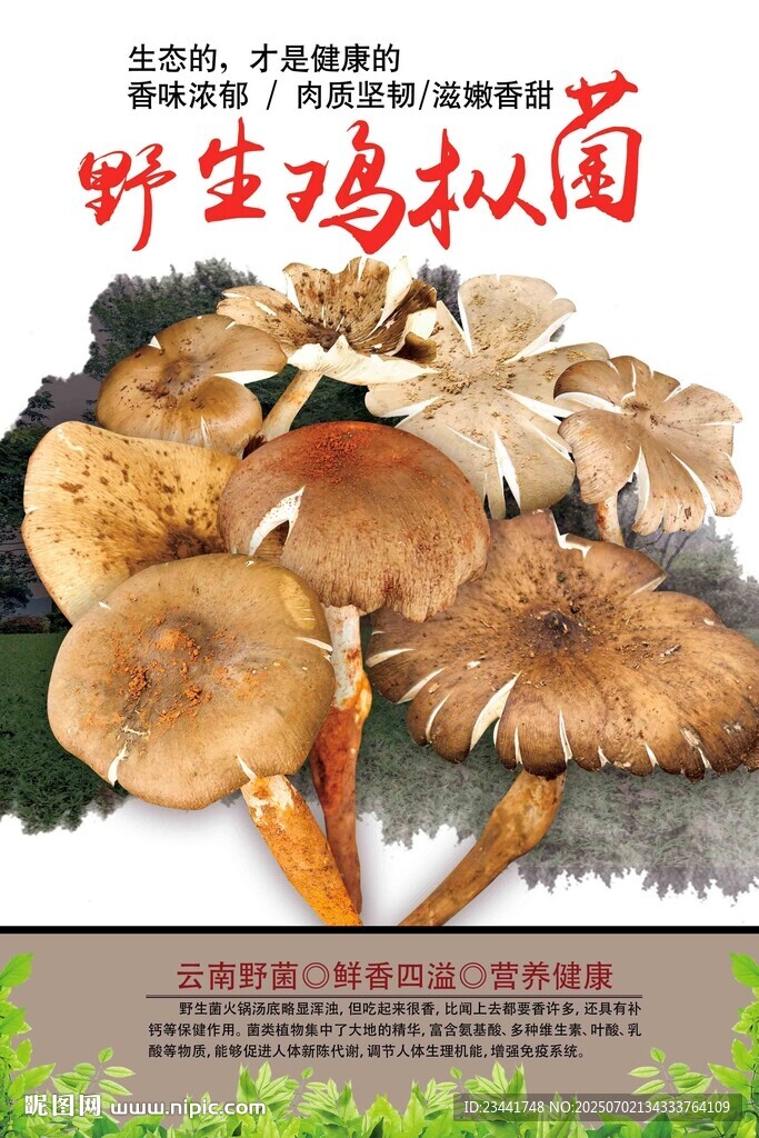 鸡枞菌图片