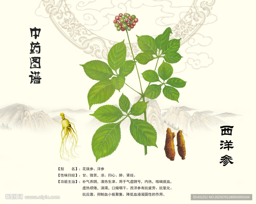 西洋参中药