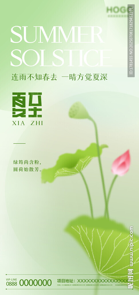 夏日荷叶荷花清新画面