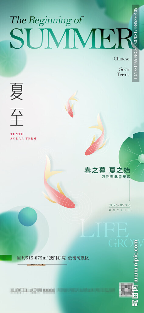 夏日池塘锦鲤悠然游弋