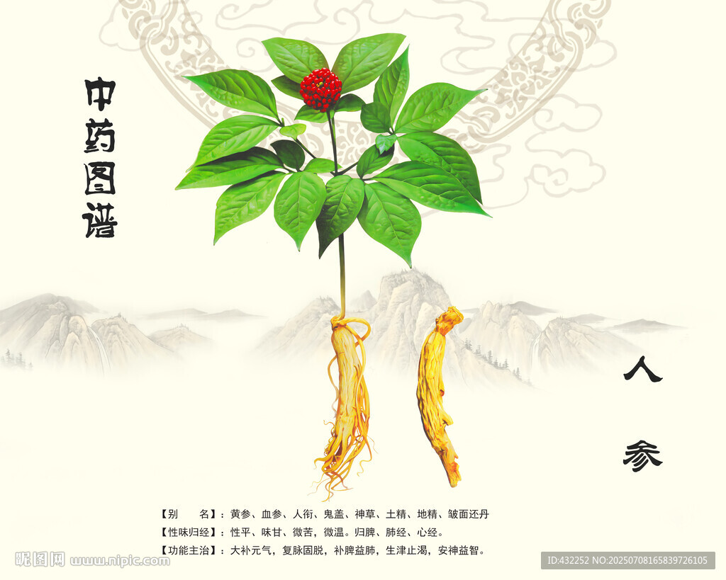 人参植株展示图