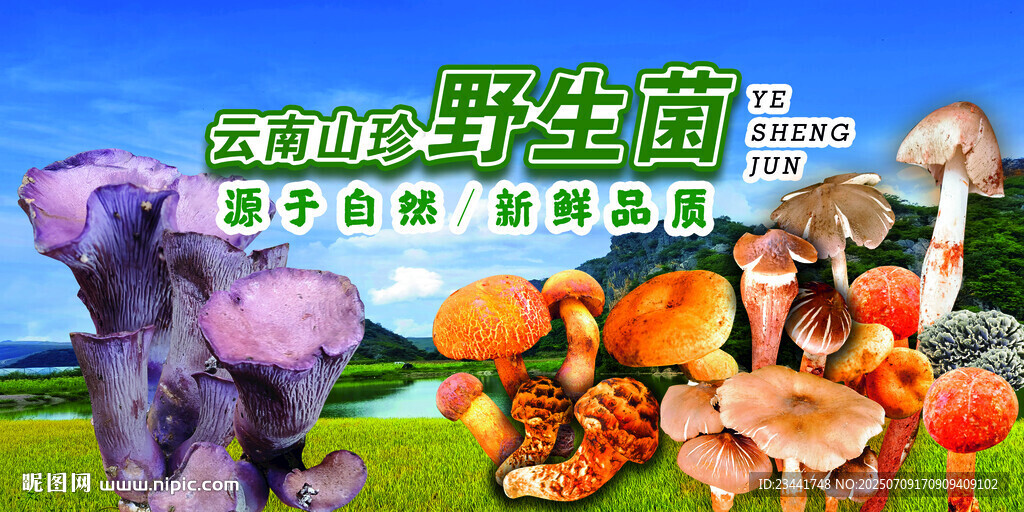 野生菌