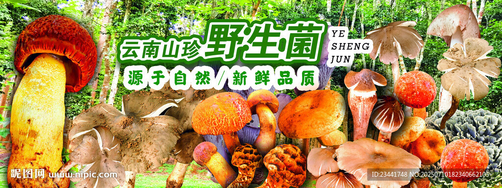 野生菌广告  