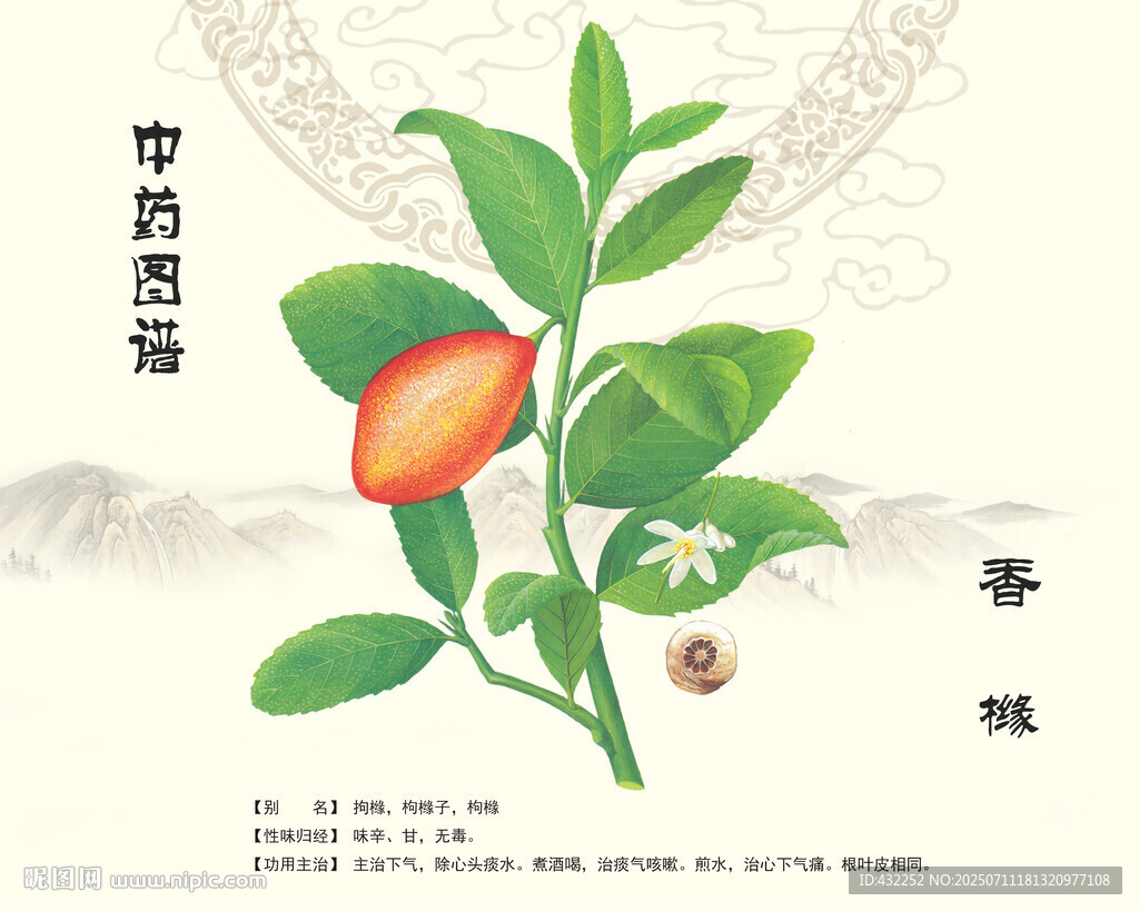香橼中药材香橼