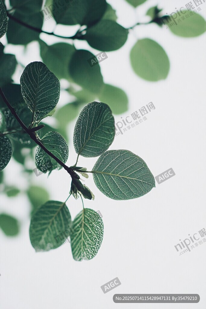 翠绿叶片特写 清新自然美