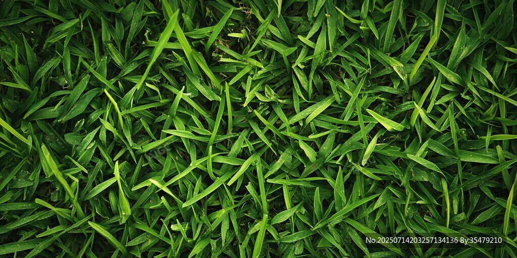 翠绿青草纹理特写