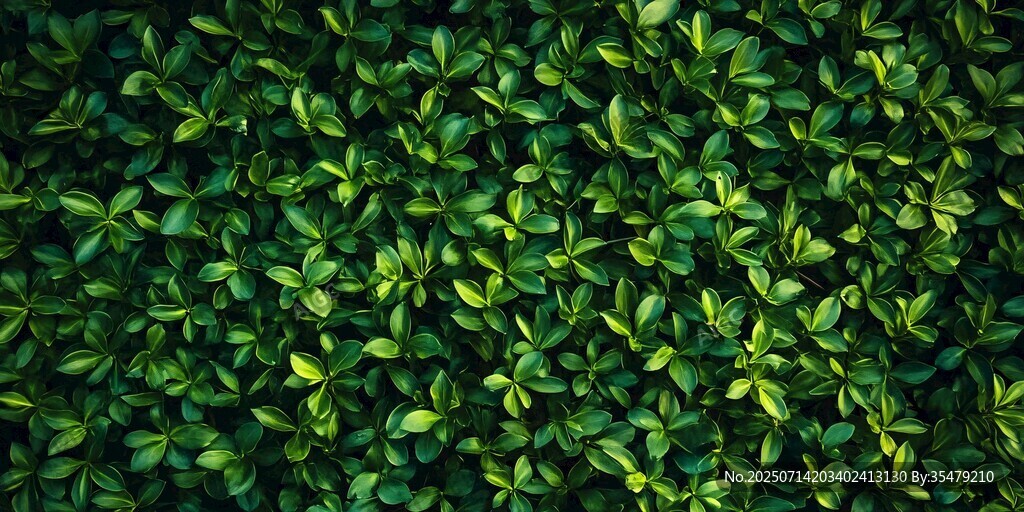 翠绿繁茂的植物叶片背景