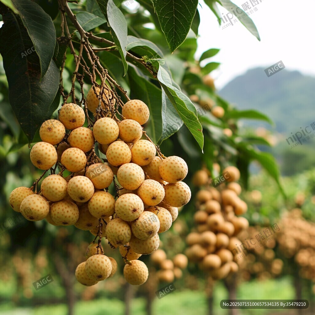 枝头饱满龙眼硕果累累