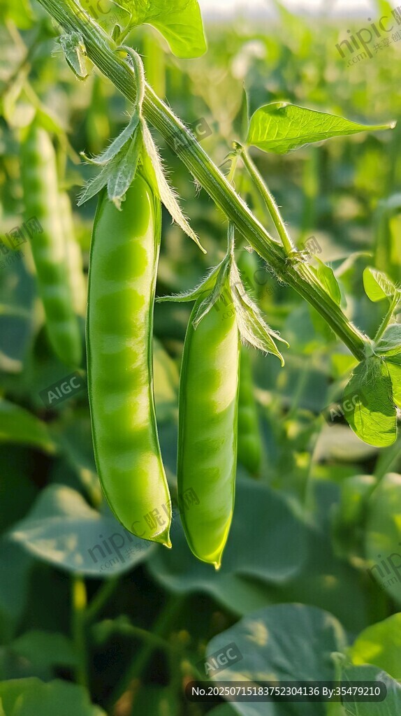鲜嫩豌豆挂枝头
