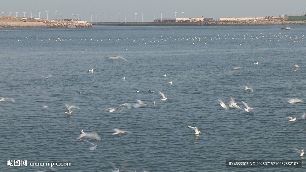 海鸥在海边