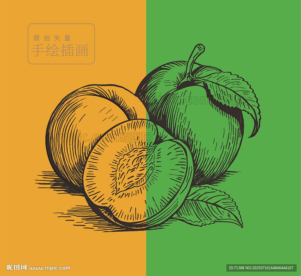 手绘桃子线稿图