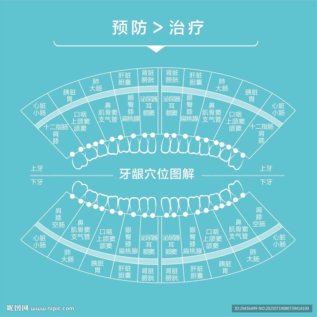 牙科 牙龈穴位图解