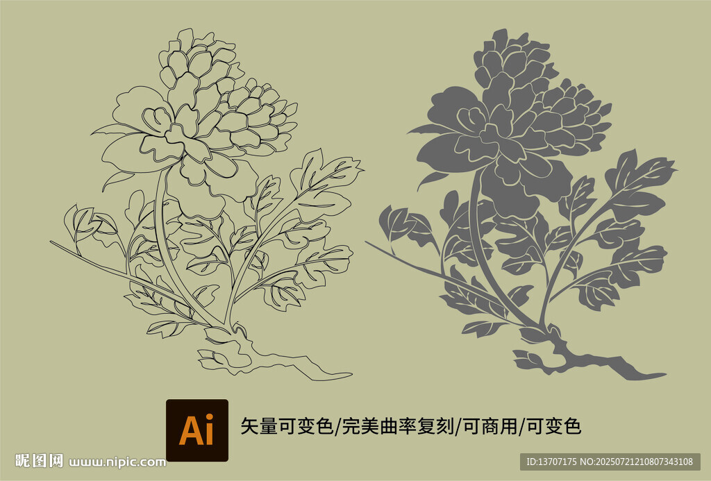 牡丹花