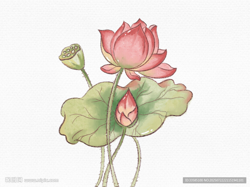 手绘荷花图插画