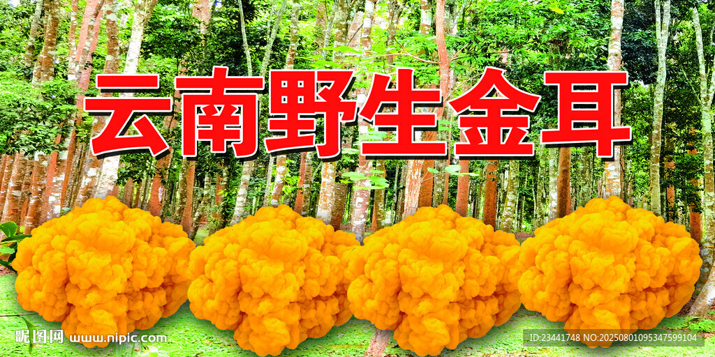 云南野生黄金耳