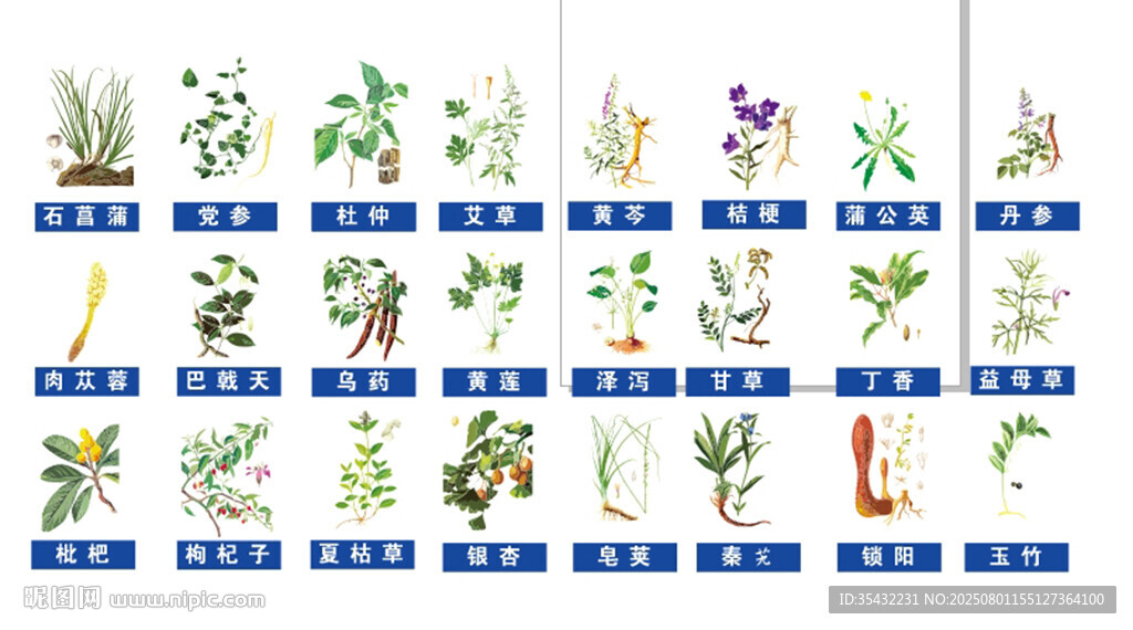 中草药矢量图