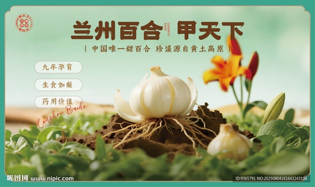 兰州百合甲天下