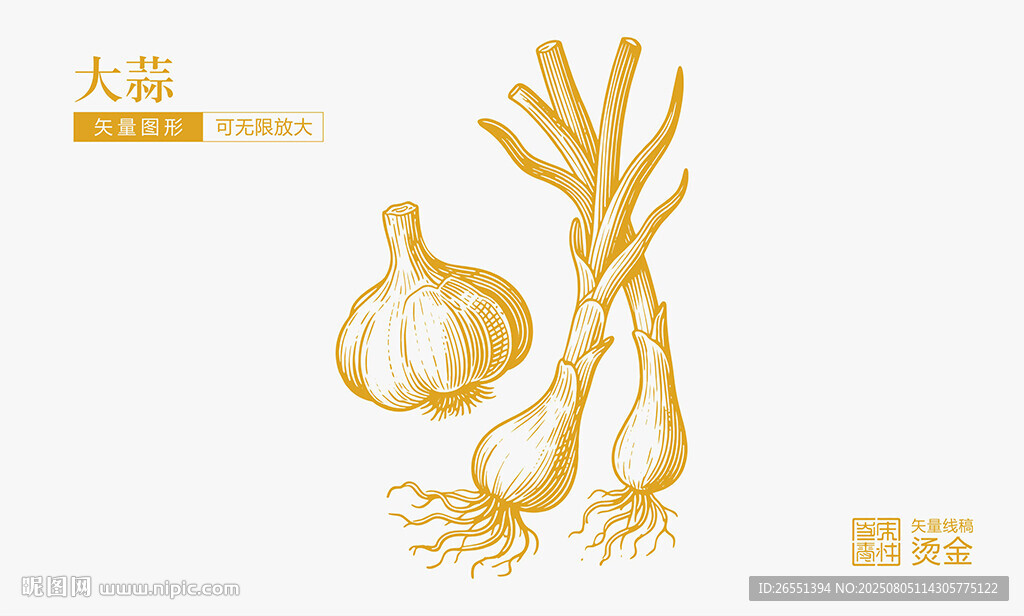 大蒜插画