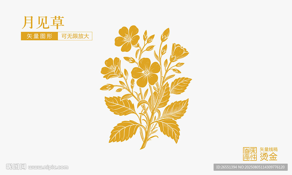 月见草