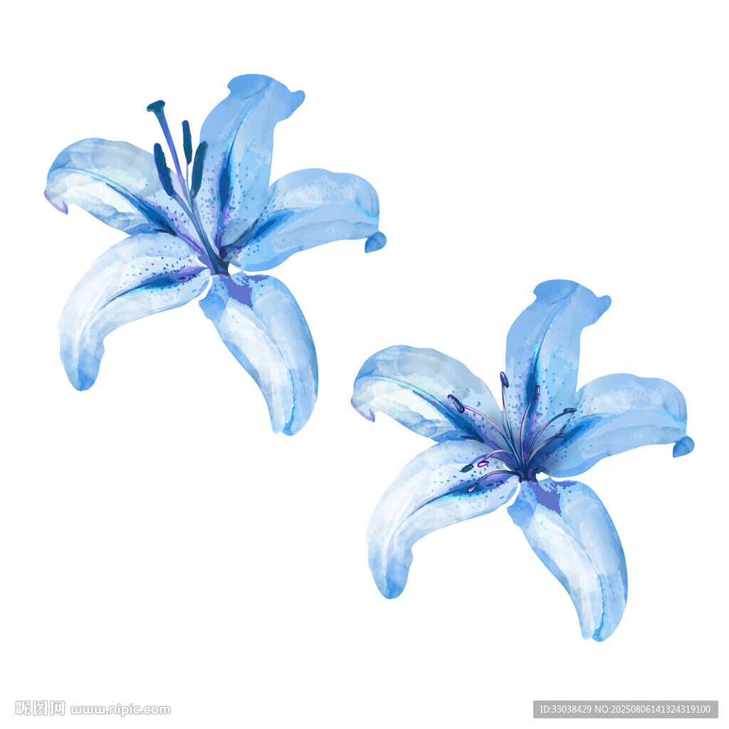 蓝色水彩百合花插画