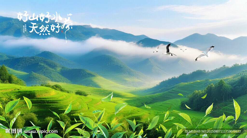 云雾缭绕茶园