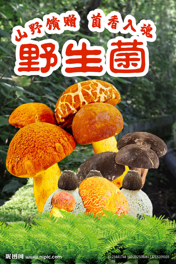 野生菌