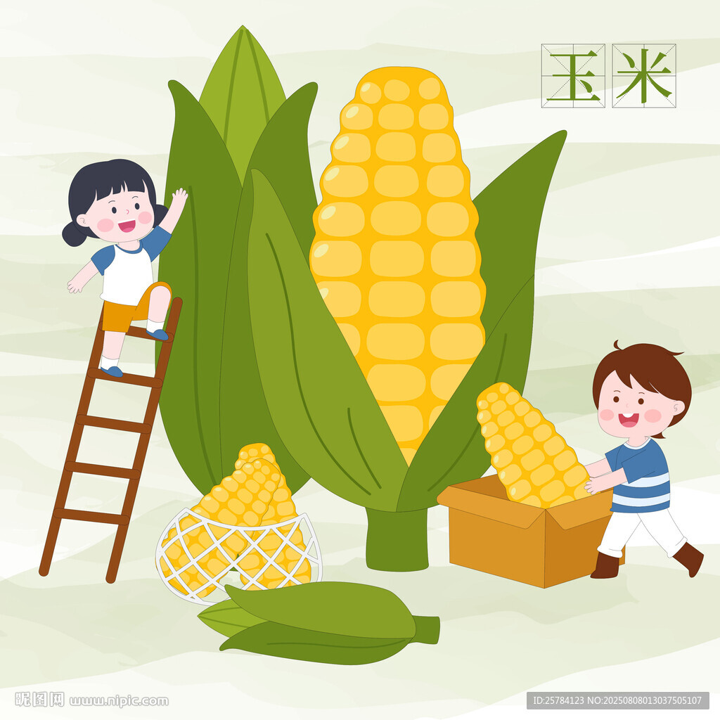 儿童看图识物卡片玉米教育插画