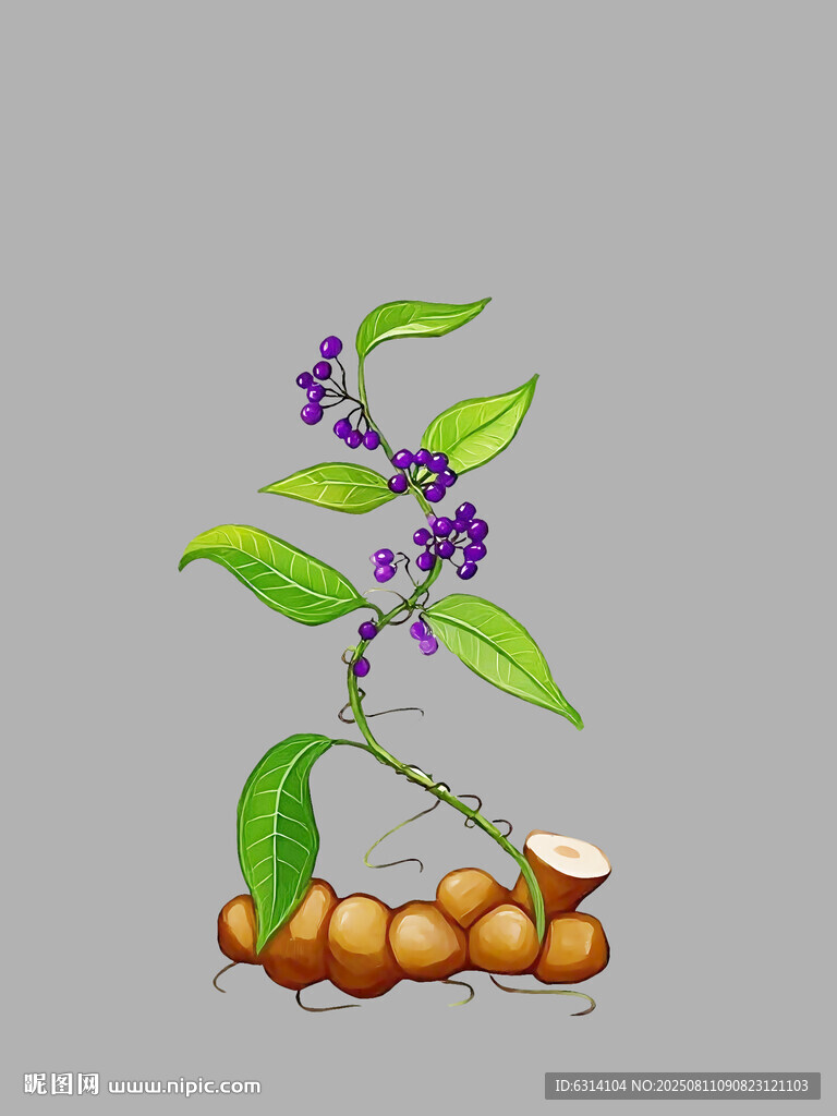 免扣中药茯苓植株插图