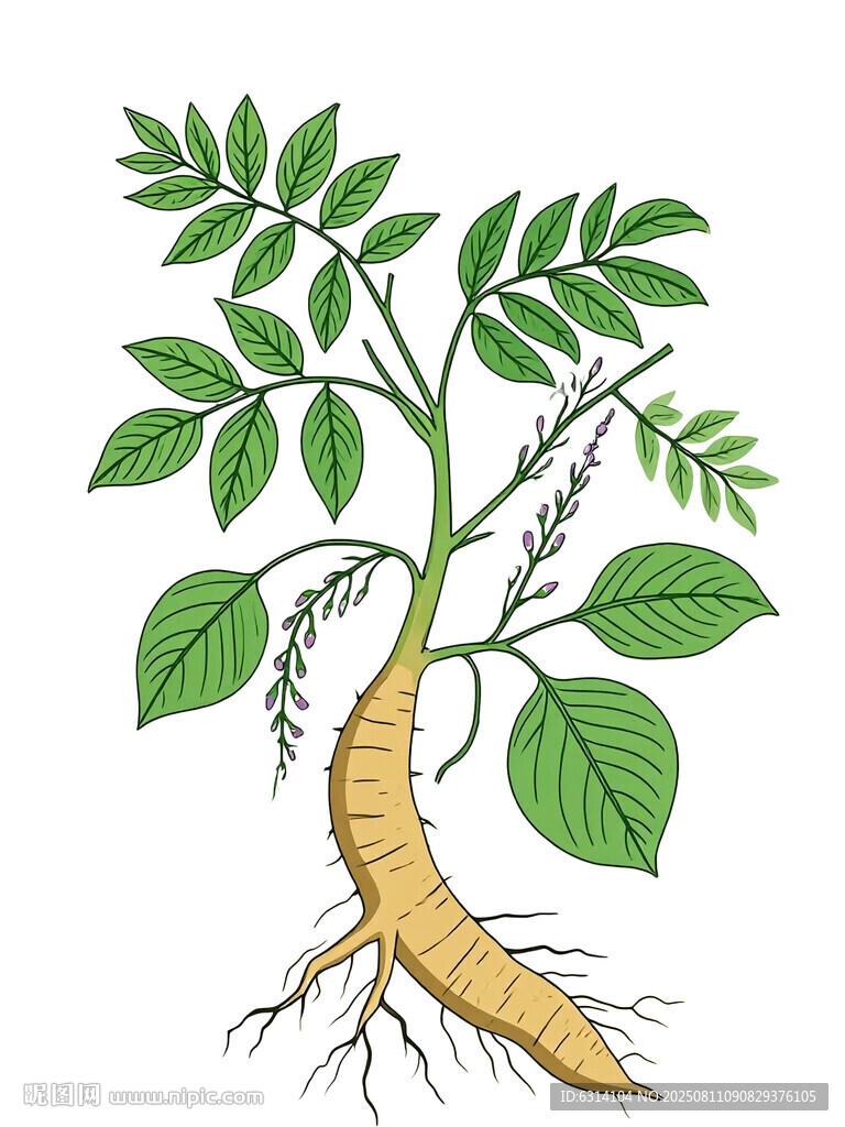 中药葛根插图  