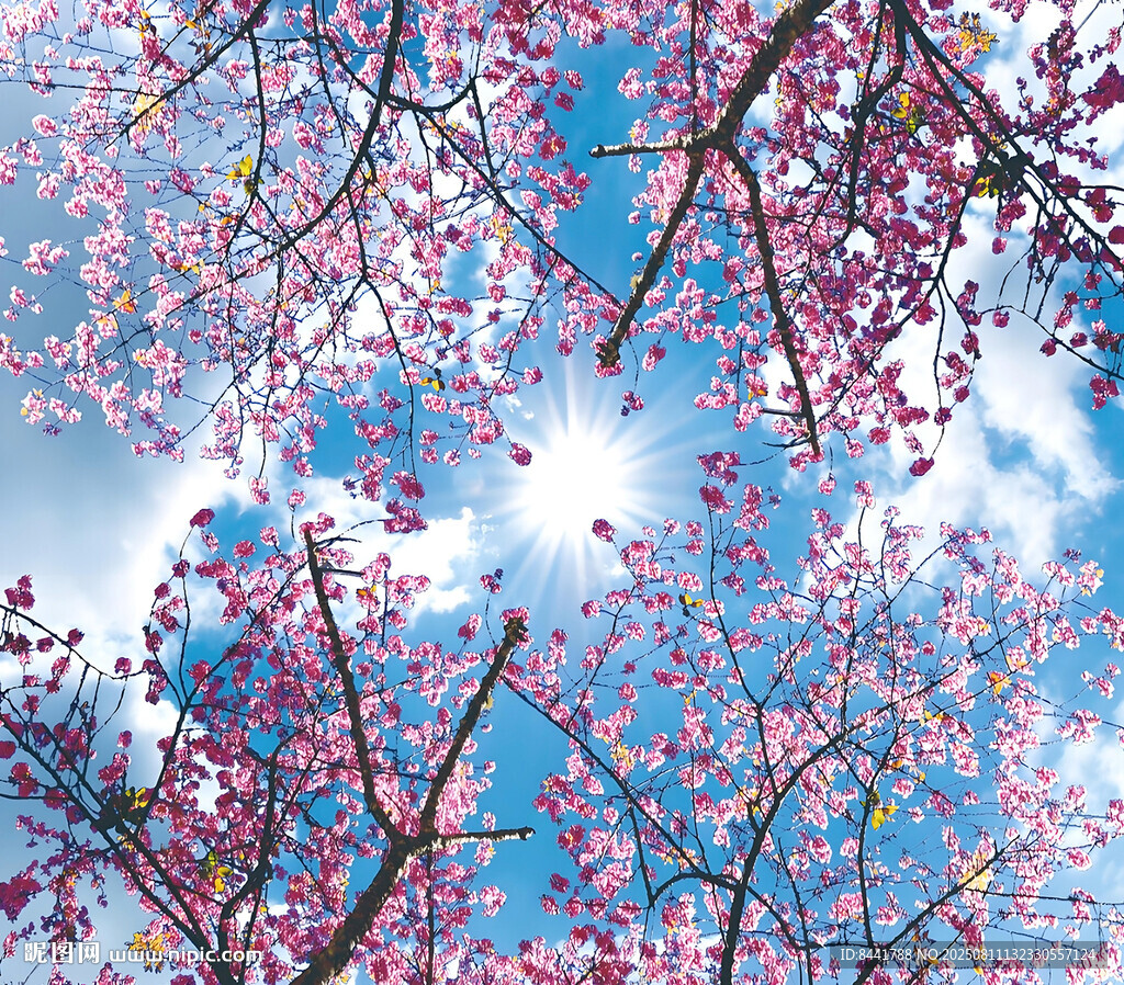 蓝天映衬下的烂漫樱花树