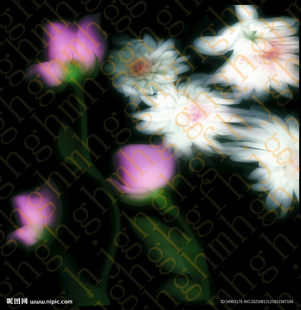 玫瑰花
