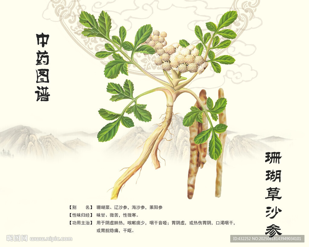 沙参珊瑚草北沙参
