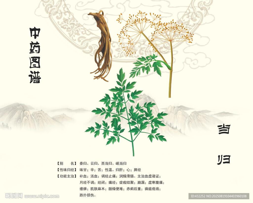 当归中药当归