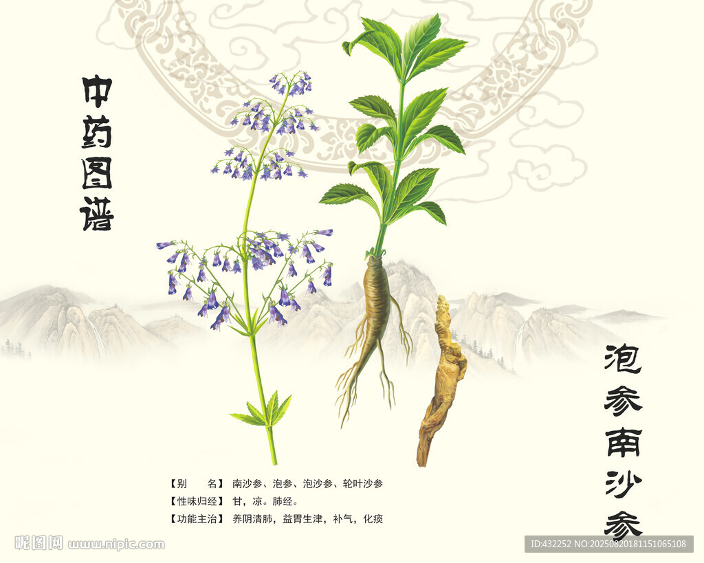 沙参南沙参泡参