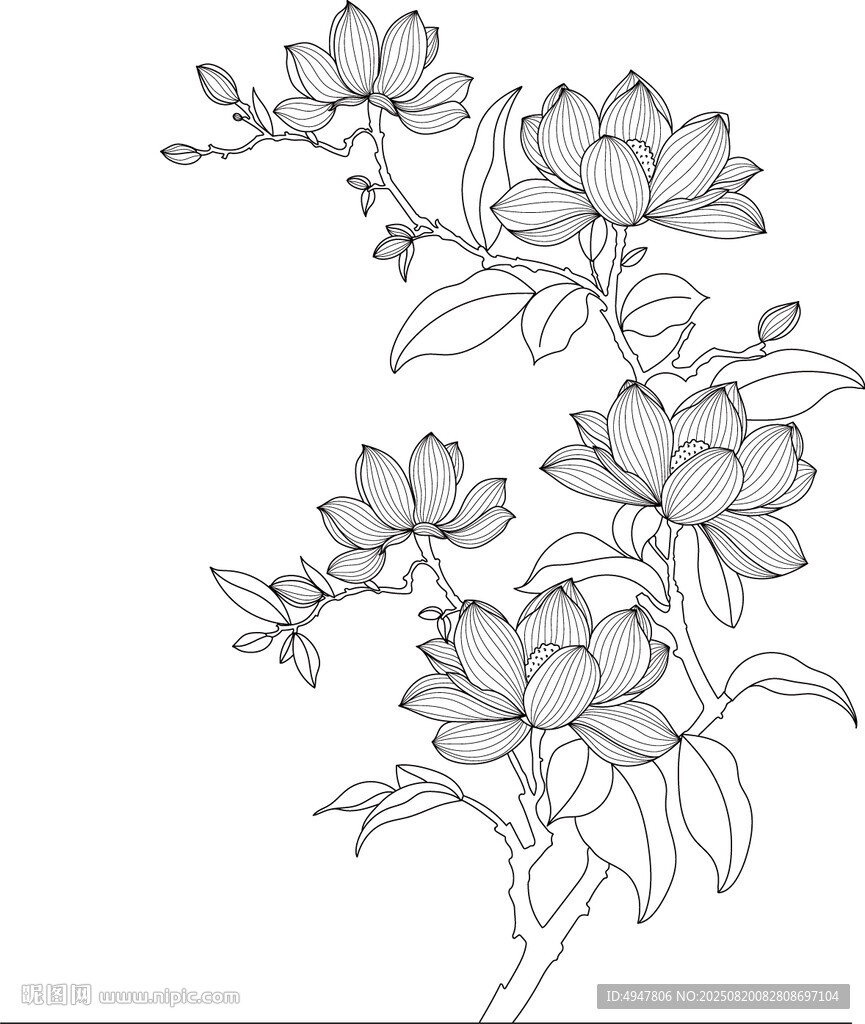 玉兰花枝线描图
