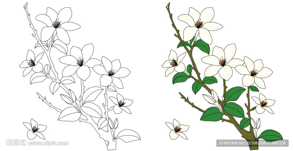 白花朵 植物线稿与彩图 茉莉