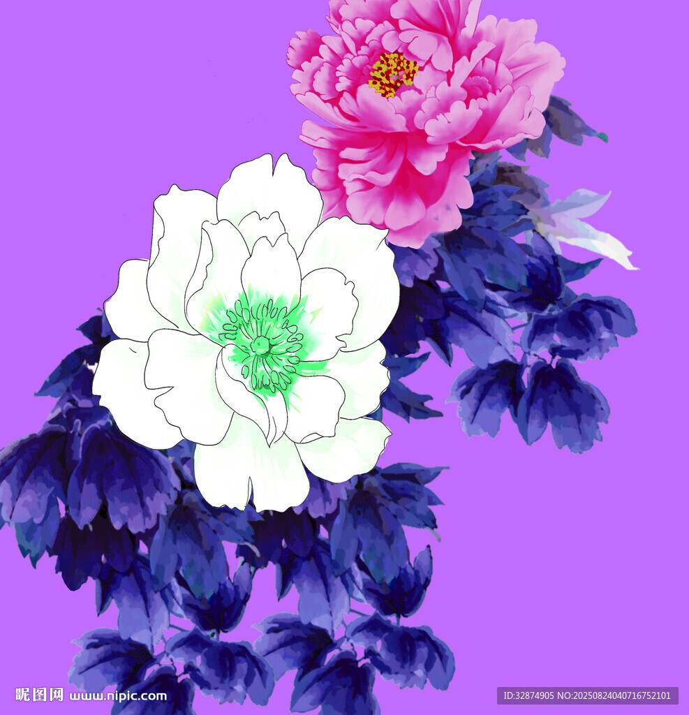 紫背景下双牡丹花卉图