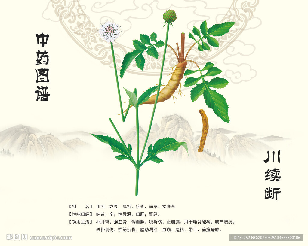 川续断植物图示