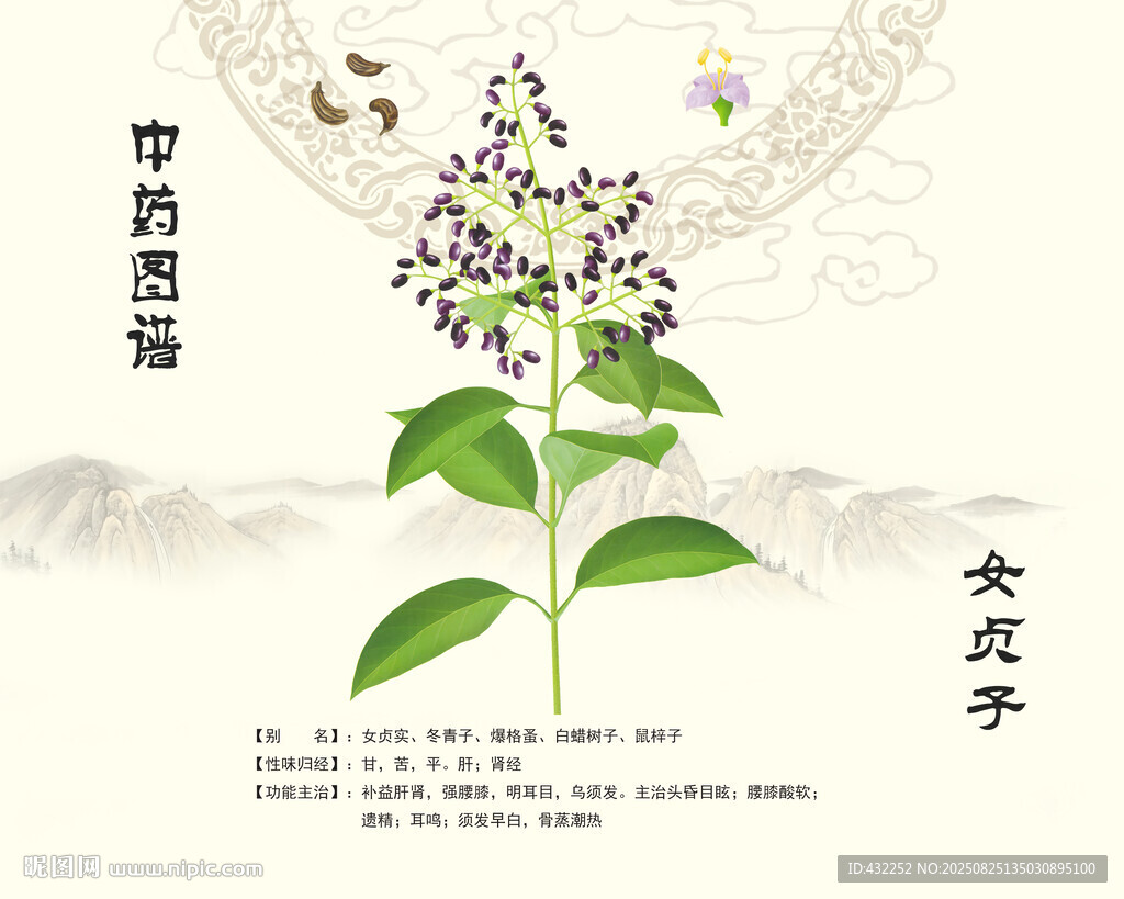 女贞子中药女贞子