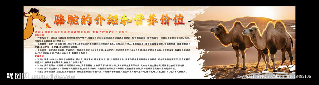 骆驼的营养价值
