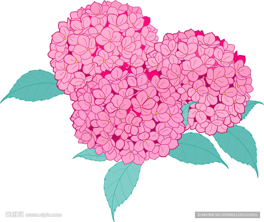 粉色绣球花插画 矢量图