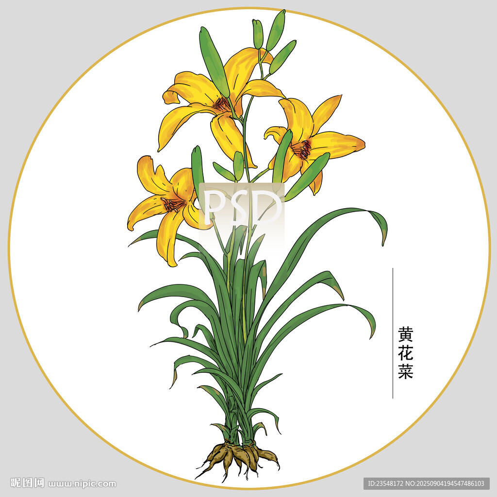黄花菜