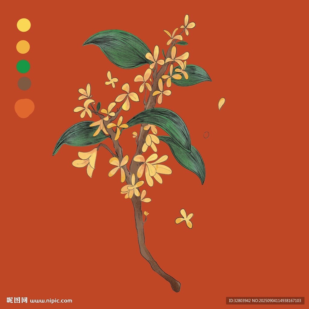 桂花插画