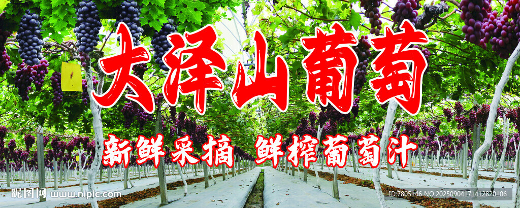 葡萄采摘园