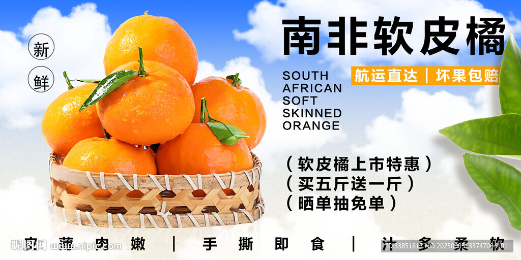 南非软皮橘 
