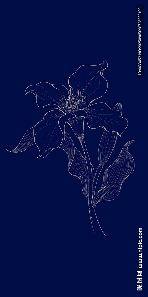 手绘线描百合花