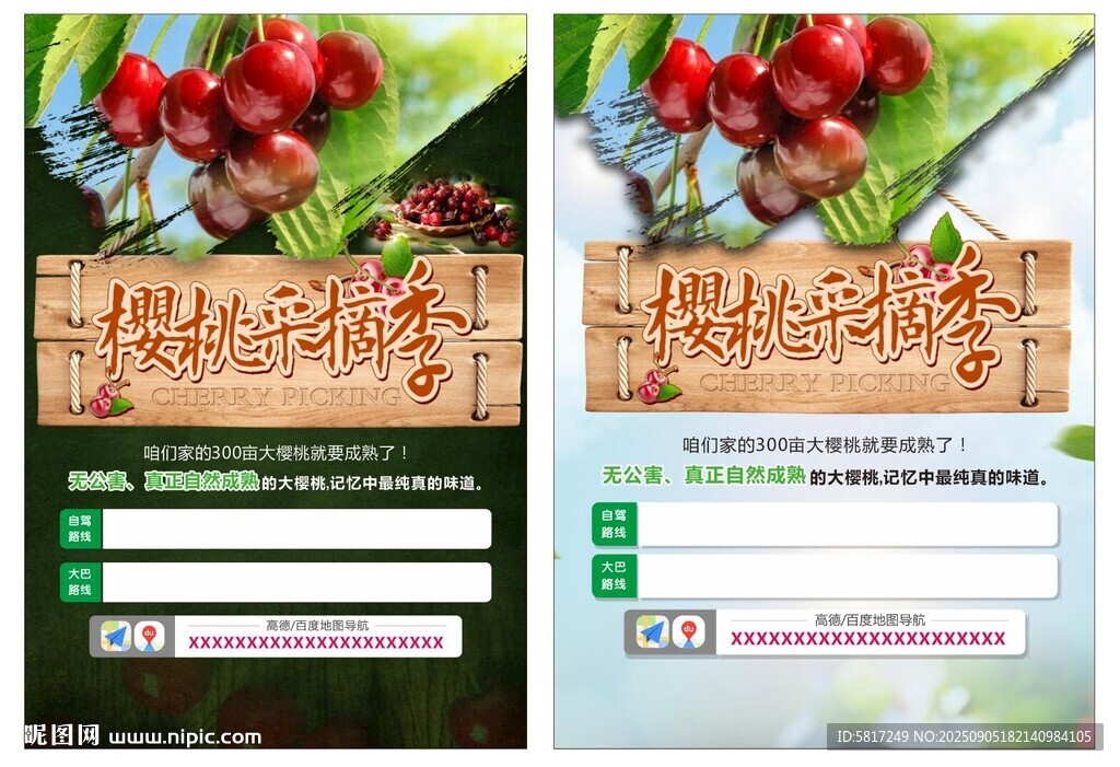 樱桃采摘季