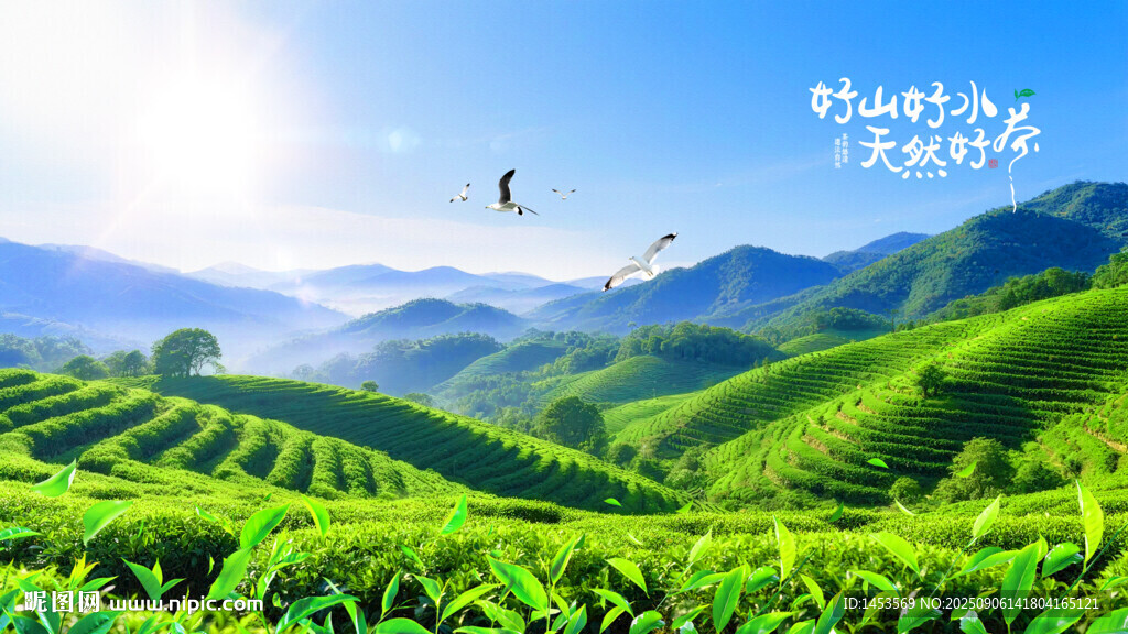 梯田茶园