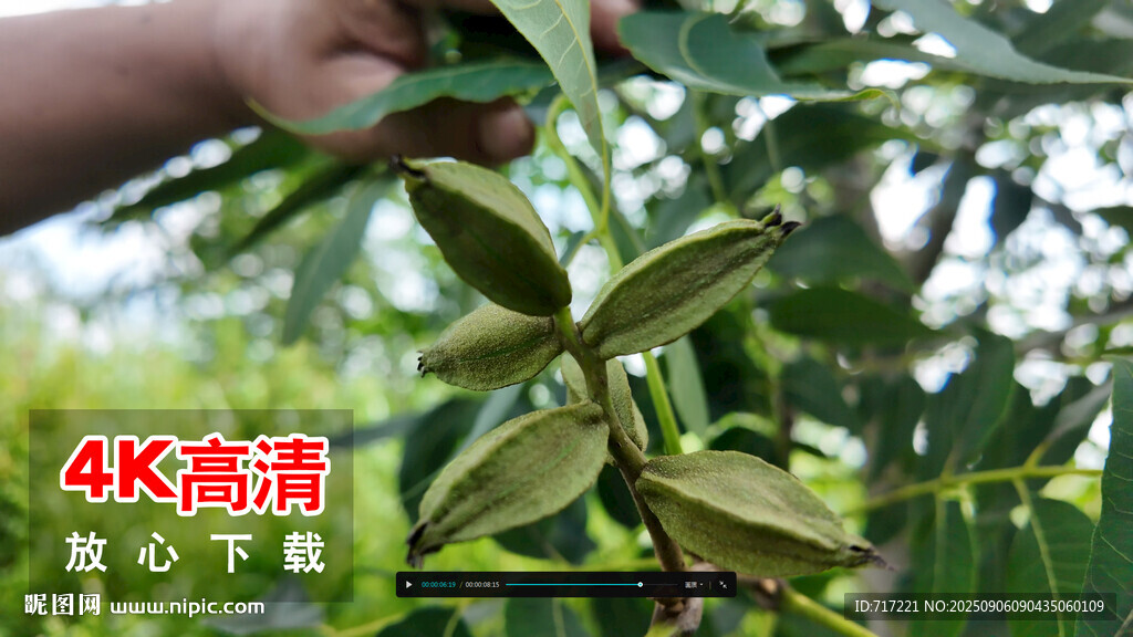 手抚绿叶间的饱满果实薄壳山核桃