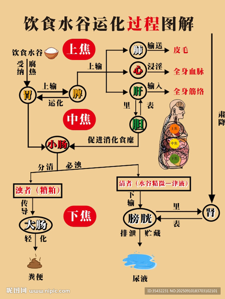 饮食营养运化过程图解